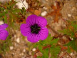 2013-08-18_Regina-F-Rau_Schachen_Blumen  (092).JPG